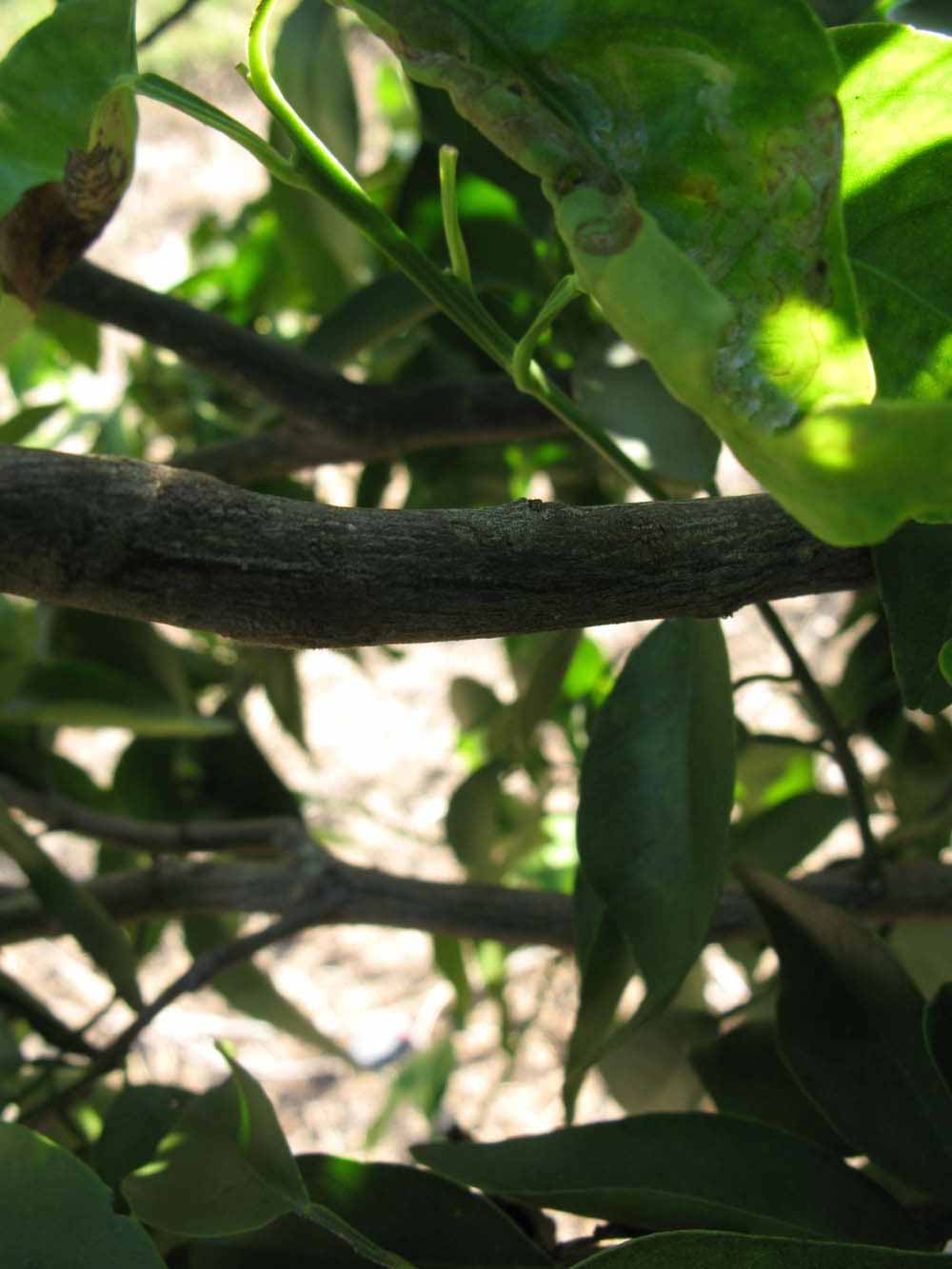              Second - third year twig (Winter Haven, FL)       